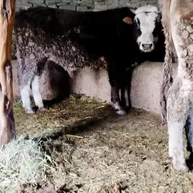 Baklan Howur okuz sygyr