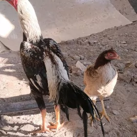 байсогу хораз