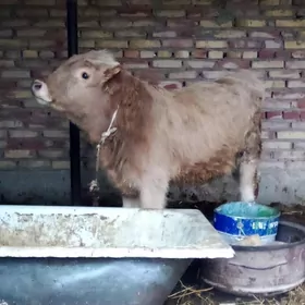 Öküz Gibrit Tohumlyk 7 aýlyk