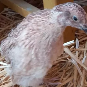 bedene перепела