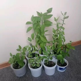 педилантус (березка)