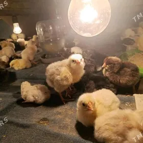 Jüje jüyje жуйже