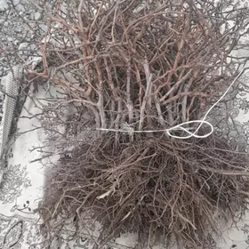 Uzum sitil Ýübileýni