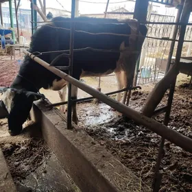 галаштейин сыгыр