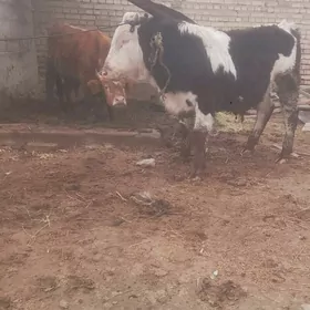 semental okuz fermanky