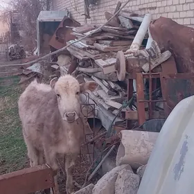 гокдже унаджын