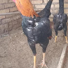 боец хоразлар