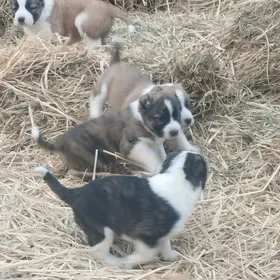 туркмен алабай