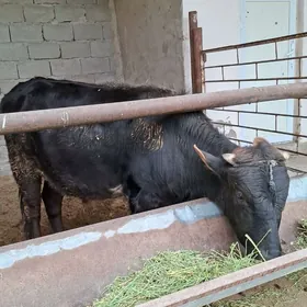 Beyik arassa swes okuz