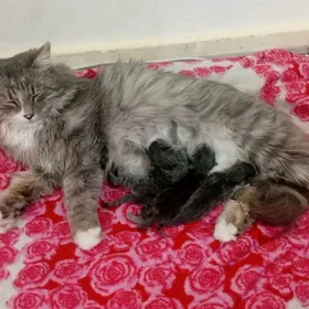 Norwegiya tokay pisigi