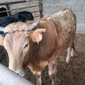 Arassa Şwes Okuzler