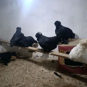 karlik kareski tryka karlik