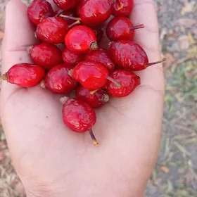Şipownik (İt burun)️️