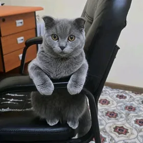 Вислоухий кот в добрые руки