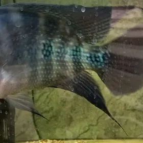 фловер хорн