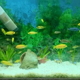 аквариум с цихлидами 500литров