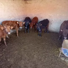 gulajynlar okuzçeler