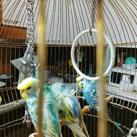 Осталась четыре