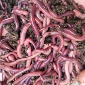 черви для рыбалки чёрный принц