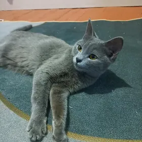 Короткошостая британка