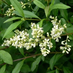 цветы для сада