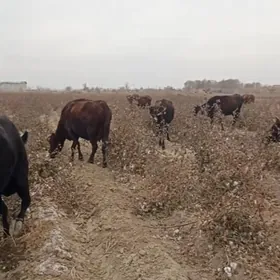 SÜÝDLI.SATLYL GÖLELI SYGYRLAR