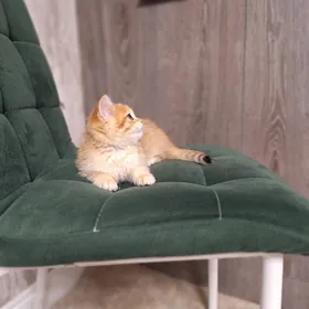 золотой табби