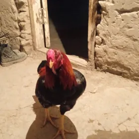 байсовы хораз