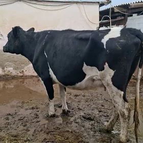 ORIGINAL GALŞDEÝIN BOGAZ SYGYR