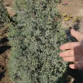 Satlyk arizonka kiparisy