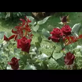 Satlyk tikensiz türk roza