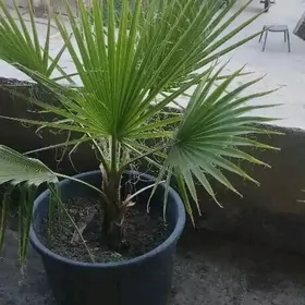 Satlyk waşington palma nahaly