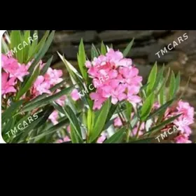 Satlyk olendra gulunin nahaly