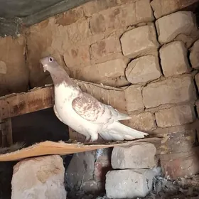 kepderi голуби