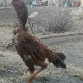 BAYES HORAZ TOWUK PER