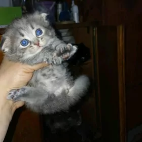 котёнок девочка