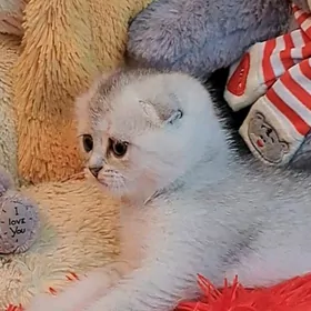 шотландский котёнок