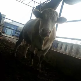 татар сментал сыгир