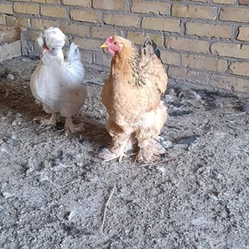 brama troyka dwoyka makiler