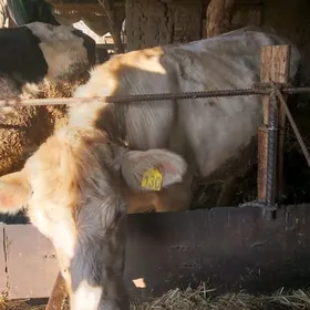 шароле  инек