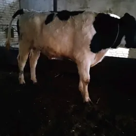 Galshteyin Dayow okuz