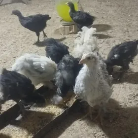 towuk juje Brama Gigant