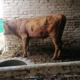 Öküz aljakmy Jan et