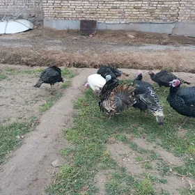 сатлык индуклар