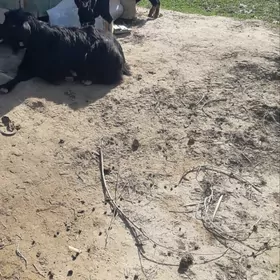 ekiz we yalky owlakly geci