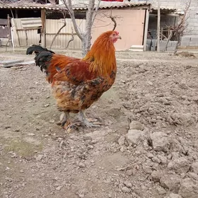 brama towuk yumurtga