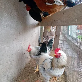 Петух Юрловская порода