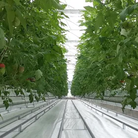 Parnyga işgär gerek