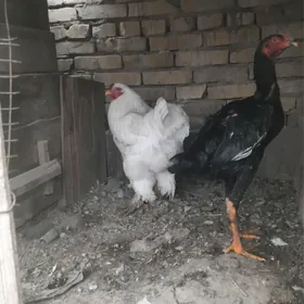 брама жуже хораз