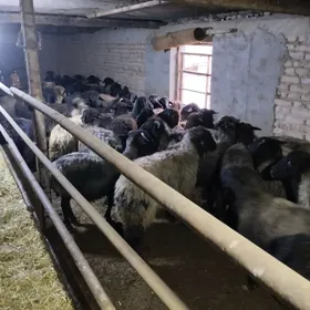 bakylan goýynnar we garakõller